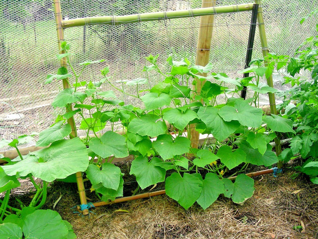 31+Muncher CUCUMBER Seeds Organic Summer Vegetable Garden Patio Container Easy
