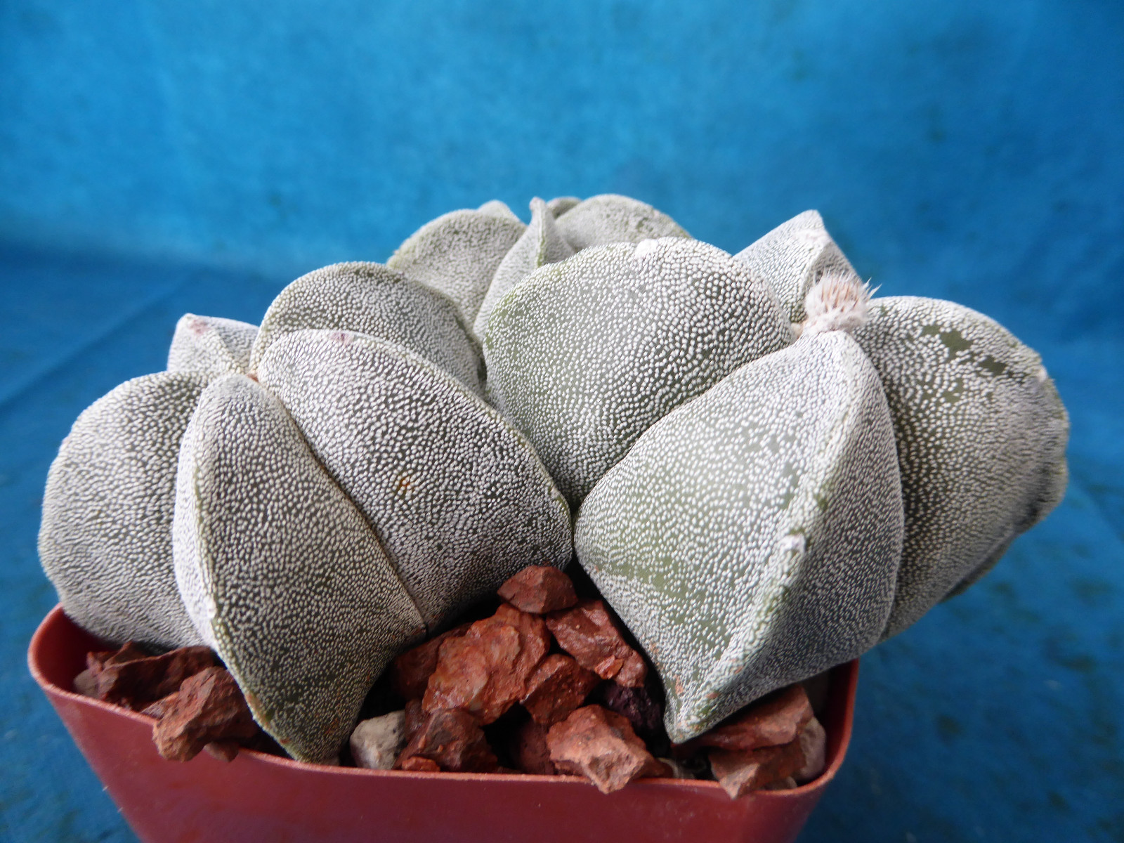 Astrophytum myriostigma THREE (3!) Plants 2 Regular, 1 Quadricostatum 3.25″ Pot