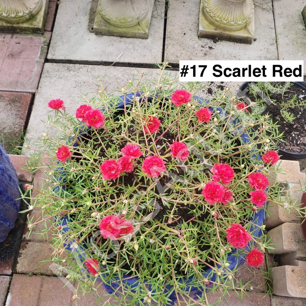 Moss Rose ( Portulaca Grandiflora ) , Mix, 10 unrooted Cutting