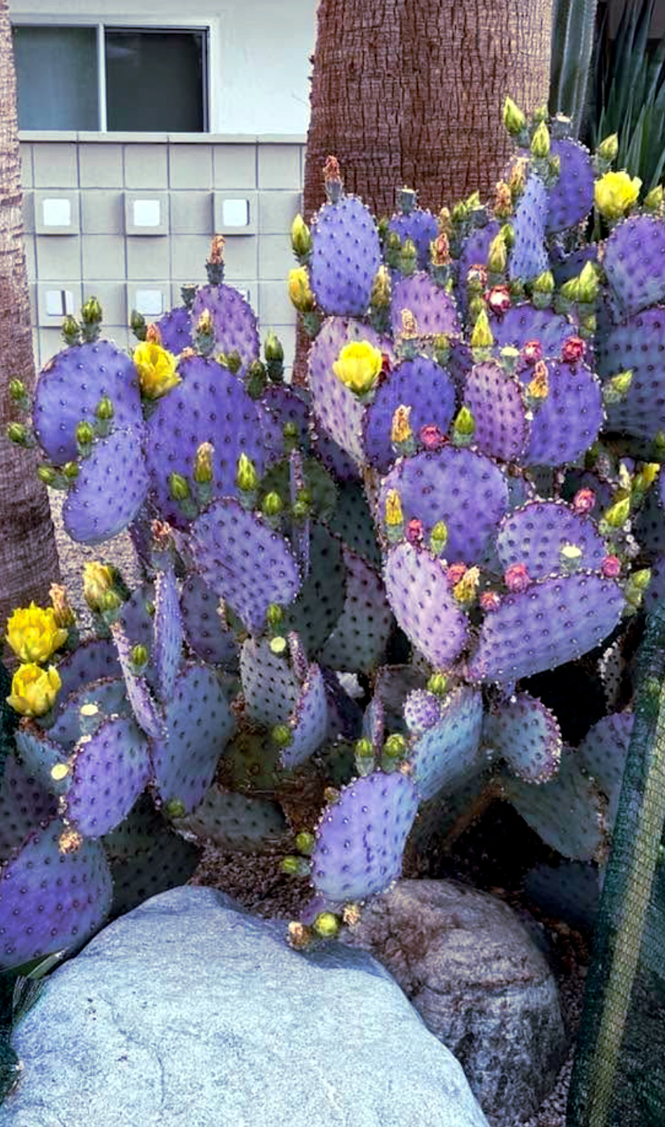 10 Purple Cactus (Opuntia santarita) Prickly Pear Fruit Rare, Fast, Hardy-Zone 7