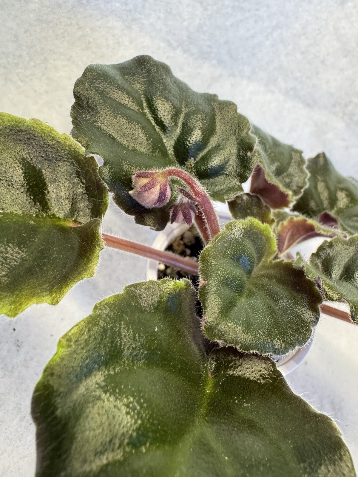 African Violet LE Kardamon Starter