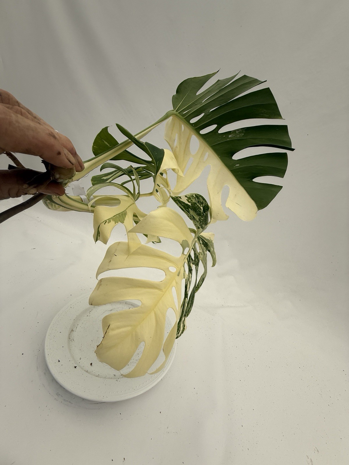 Monstera Albo top cutting EBAY-2607-002