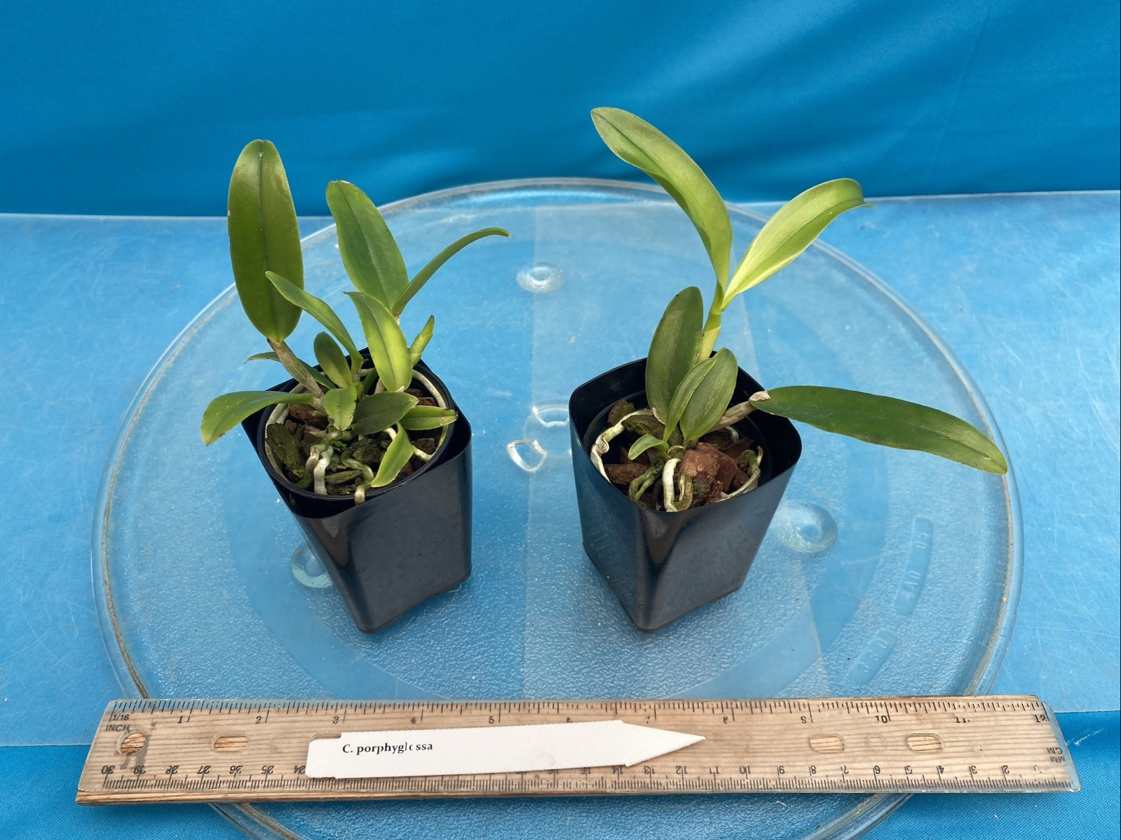 Cattleya porphyroglossa Amber Purple White Multifloral Species Orchid Eros 2” Pt