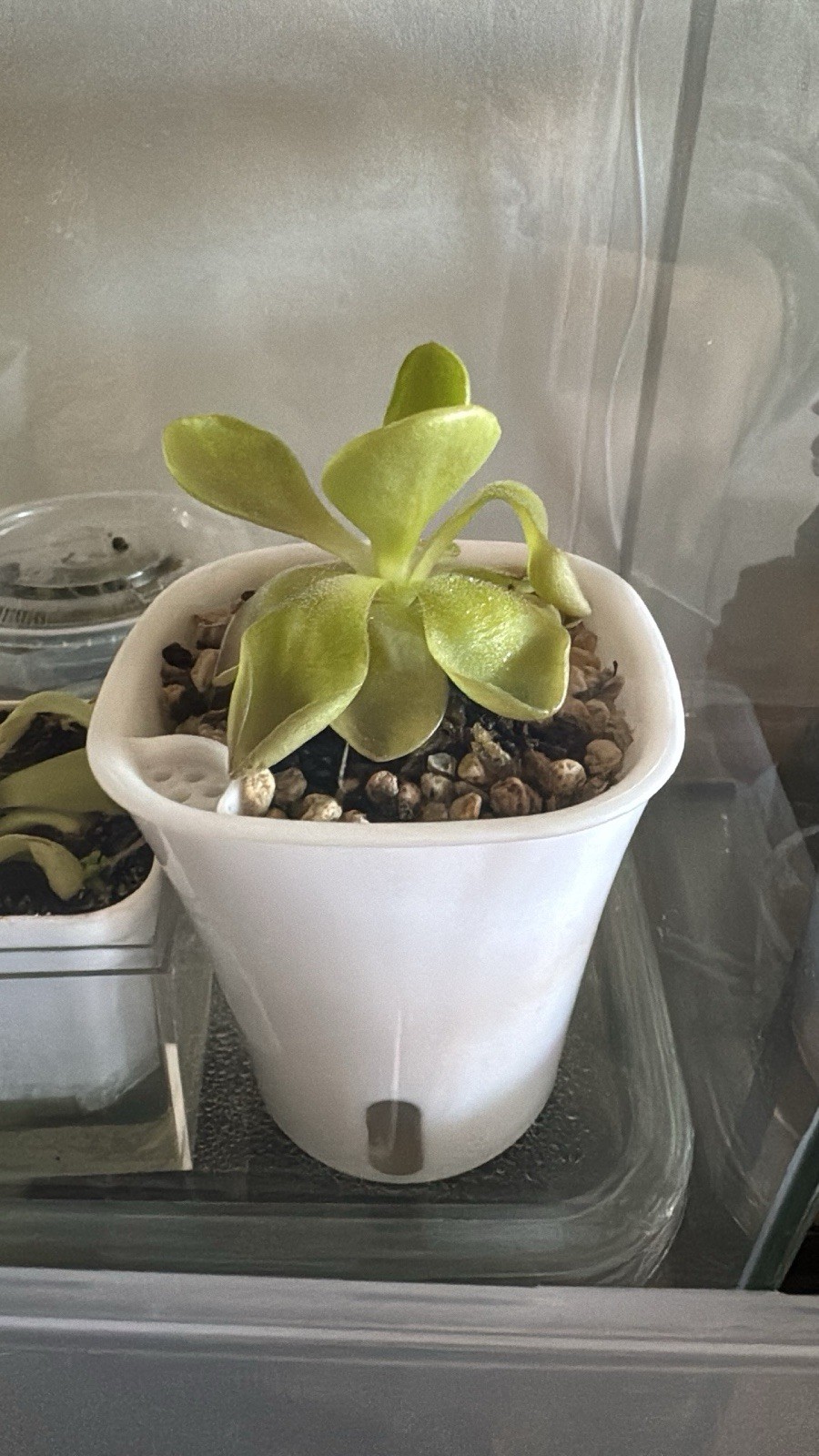 Pinguicula Pirouette carnivorous plant, Starter