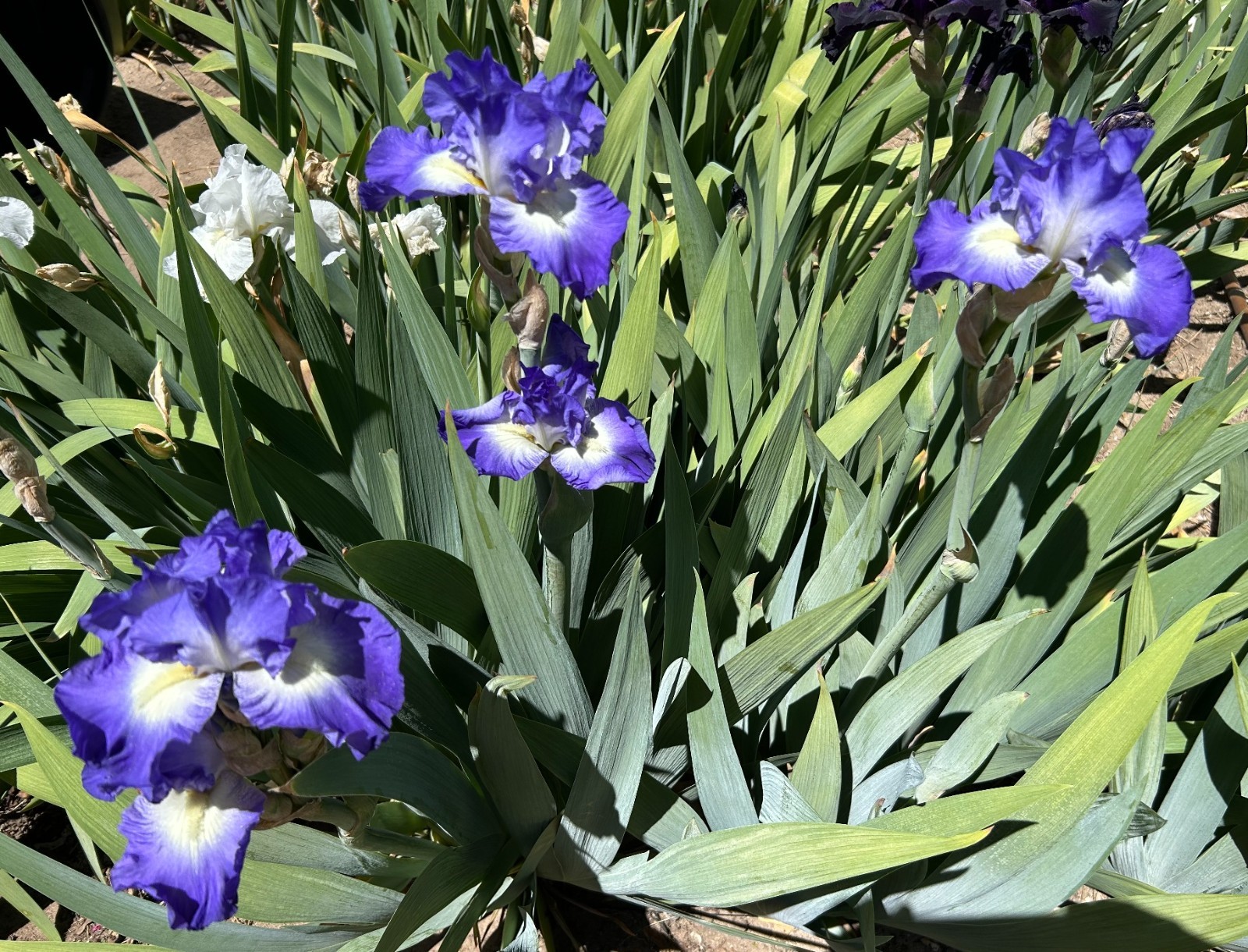 ‘Speeding Again’ iris rhizome + gift, combined shipping $1 each additional