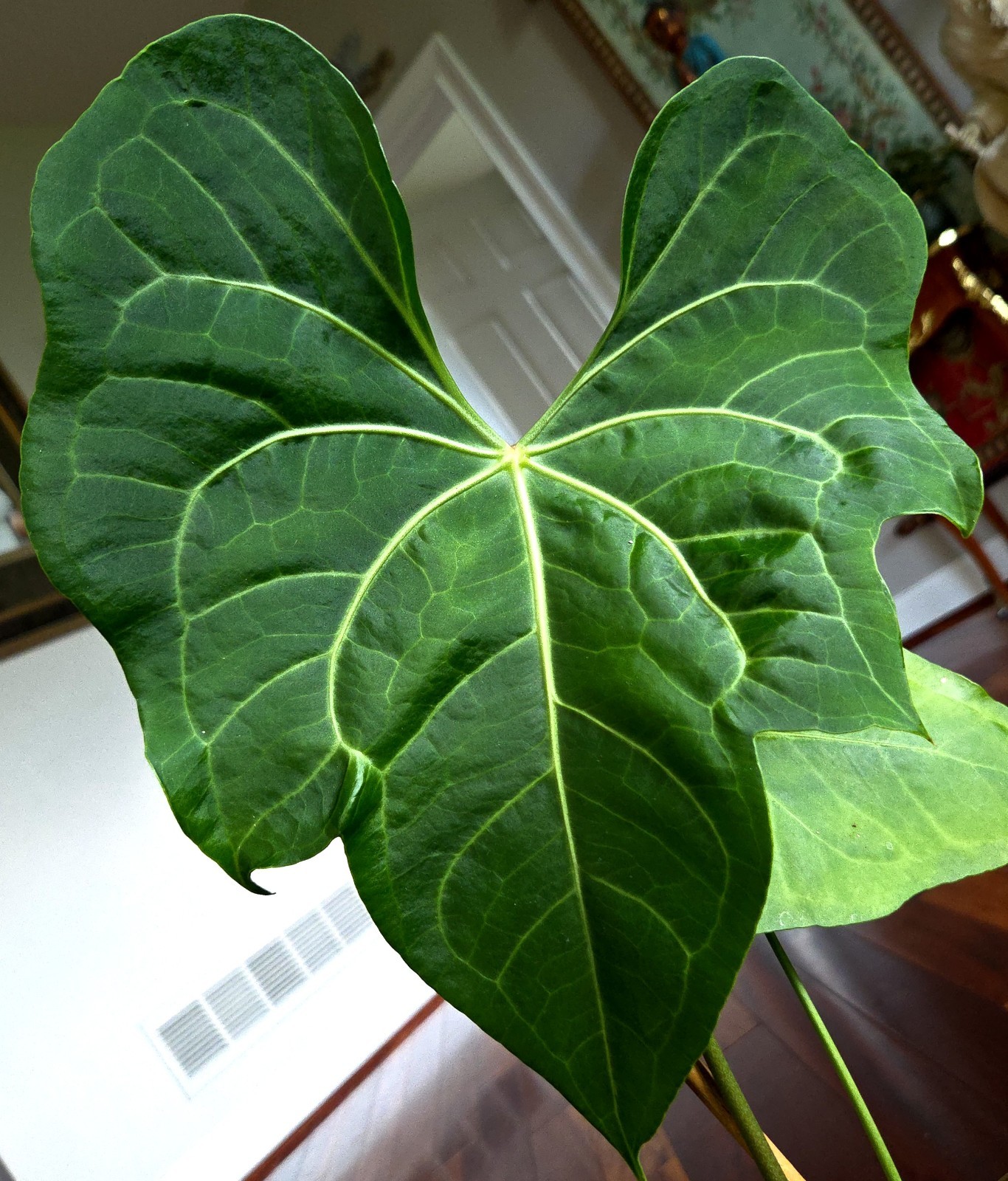 Rare XL Anthurium Pedatoradiatum X Clarinervium 24″ Tall Not Philodendron