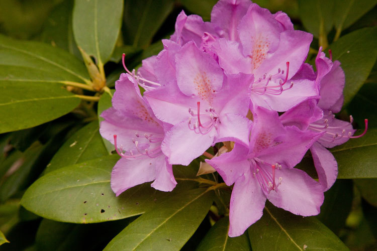 Rosebay Rhododendron, Rhododendron maximum, Shrub Seeds