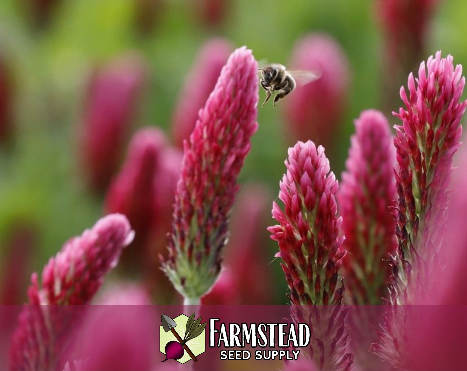 1950+ Crimson Clover Seeds | Butterfly & Bee Pollinator Plant Gardening Seed