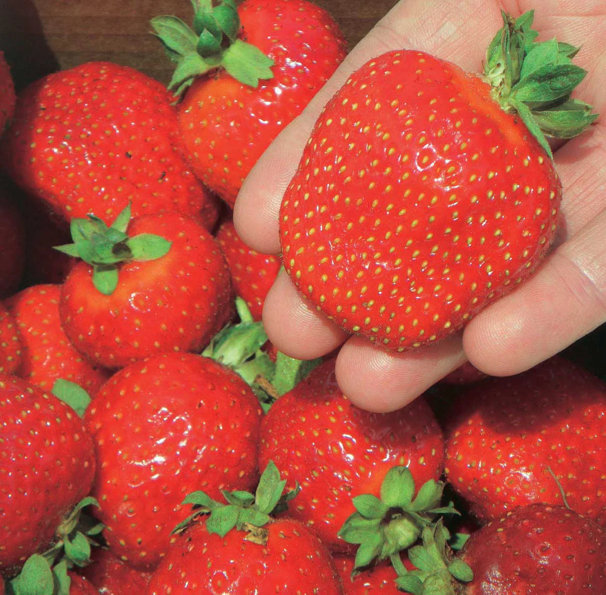 5 Fort Laramie Everbearing Strawberry Bare Roots