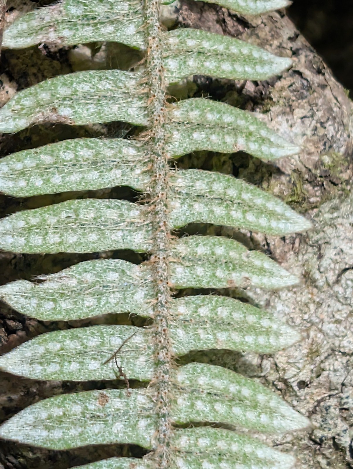 x2 Live Rare : Bare : Pleopeltis Airplant Ferns 7″ inch Furfuracea Tropical Fern