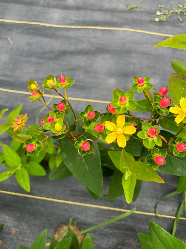 1 Live Hypericum ‘Ruby Globo’ Plant – 1–3” Tall in Plug – Ornamental Shrub