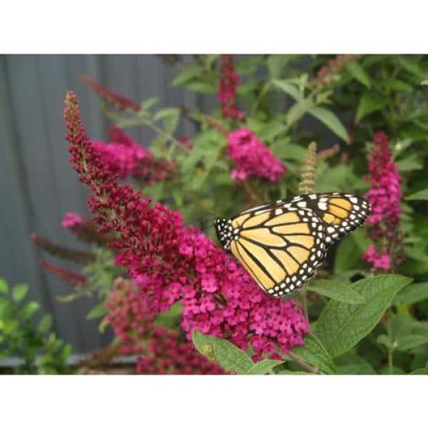 4.5 In. Qt. Miss Molly Butterfly Bush Buddleia Live Shrub Deep Pink Flowers New