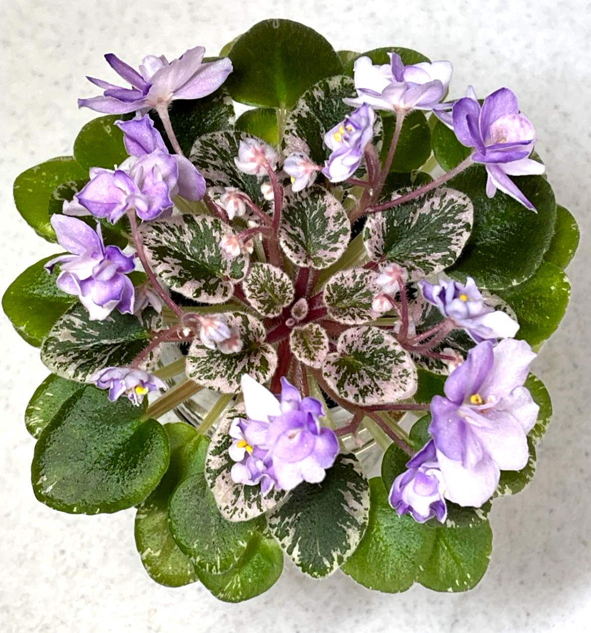 2 African Violet Leaves ~ * Toy Castle * ~