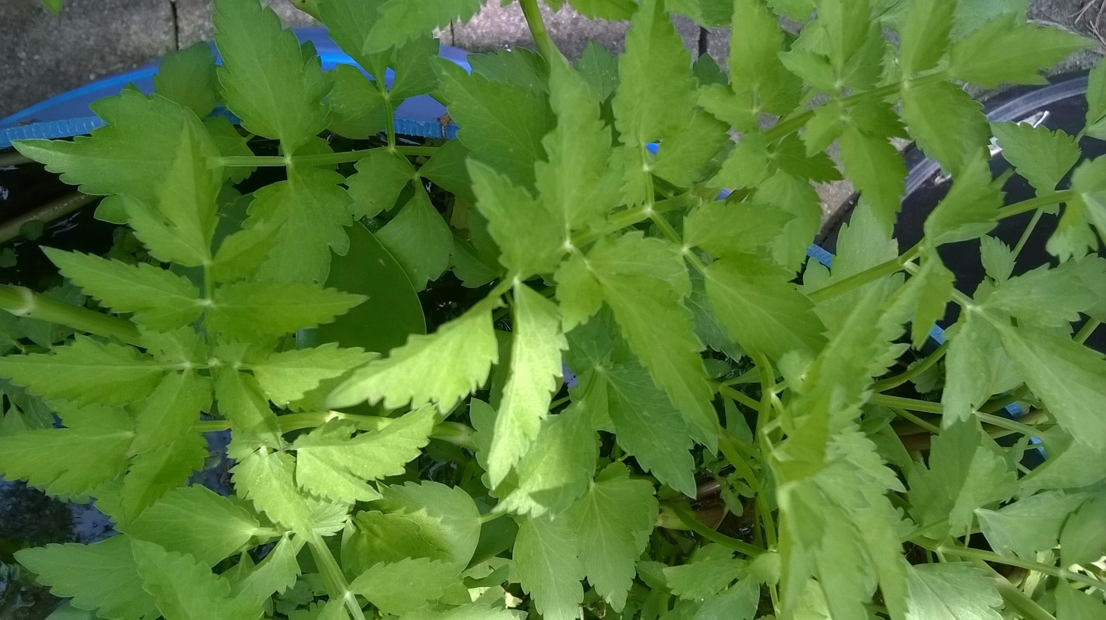 Korean watercress/ minari plants 12 Bare roots+ 12 FREE FOR GOOD MEASURE