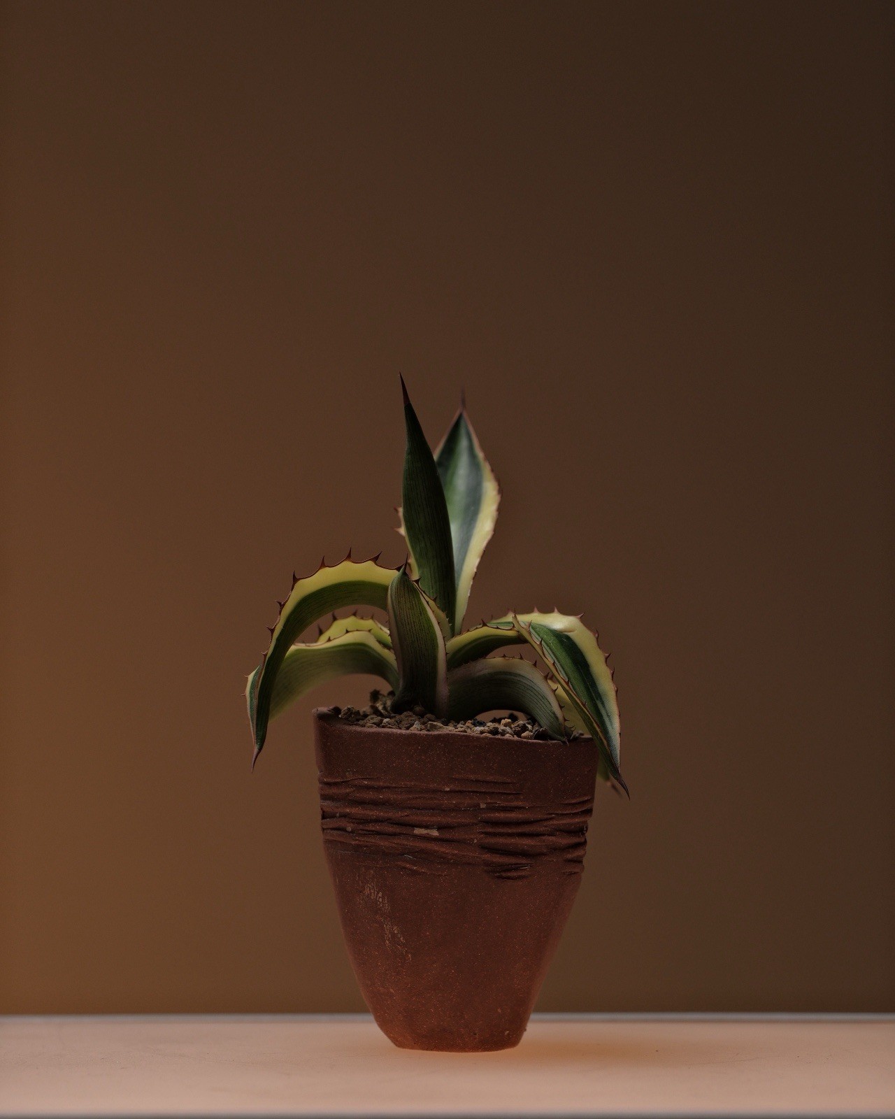 Agave in a Stoneware Pinch Pot By Nigel Callisto