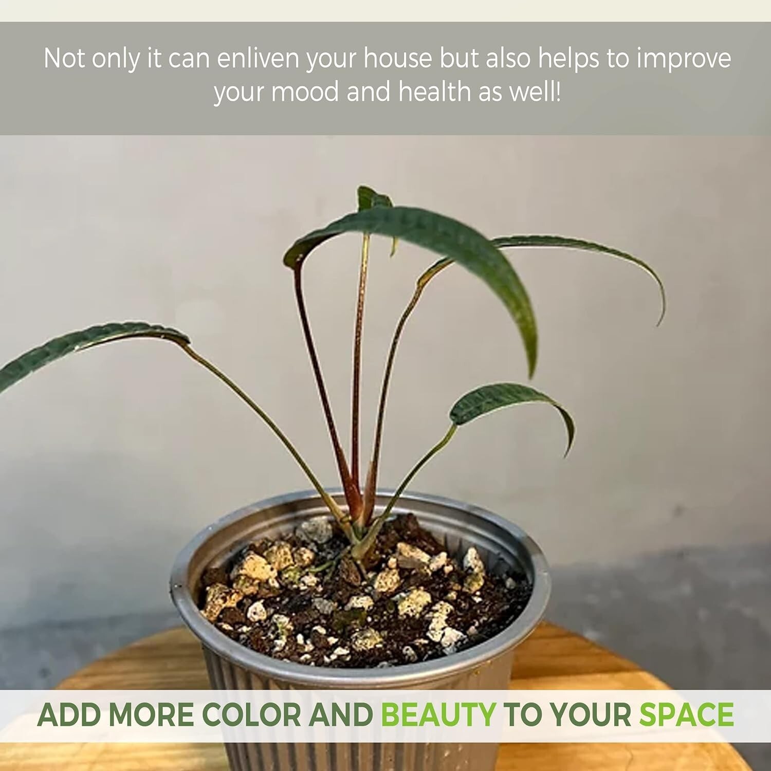 Anthurium Cutucuense by LEAL PLANTS ECUADOR Live Plants | Cutucuense House Plant