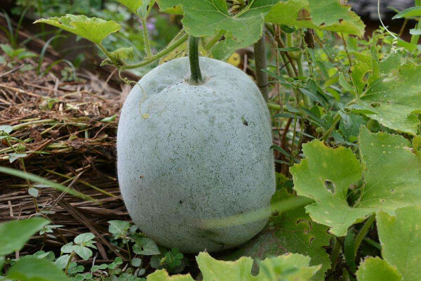 40 Seeds of Organic Ash GOURD Winter Melon Seeds Harvest from my garden