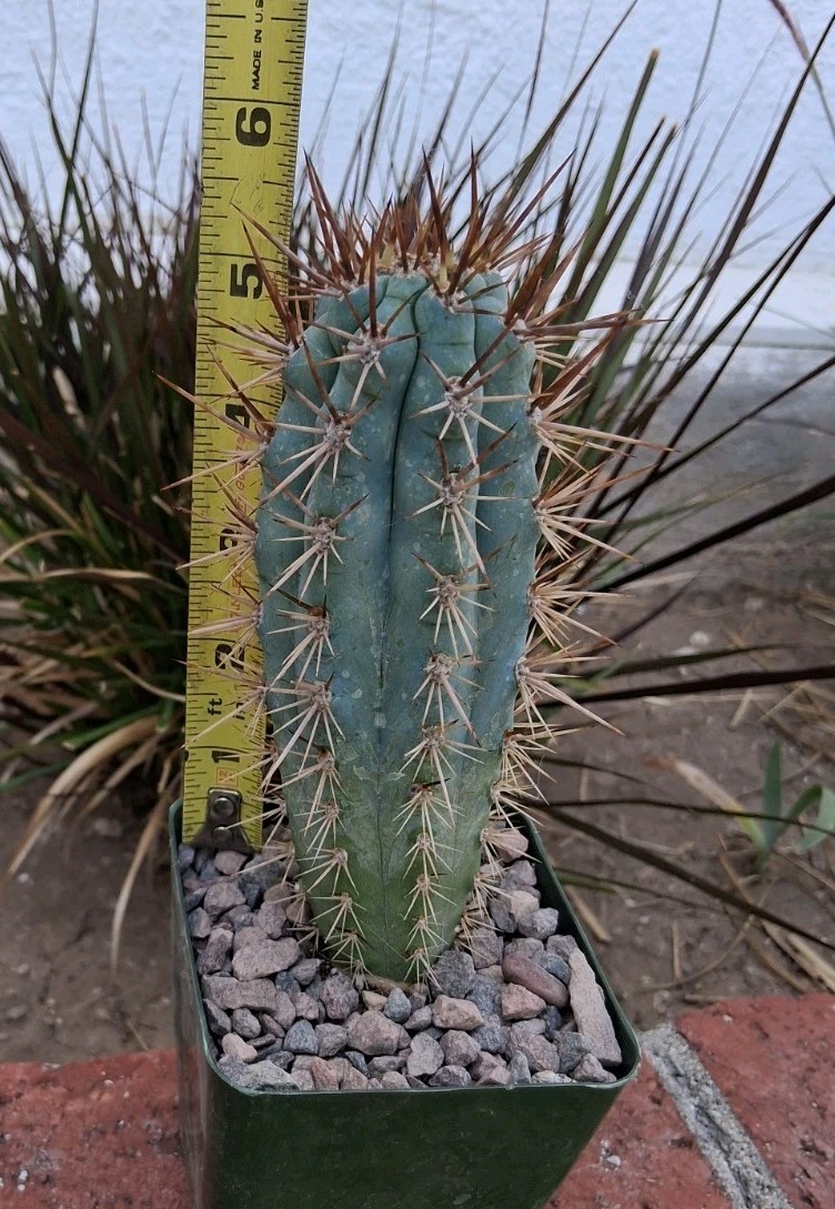 Browningia Hertlingiana Blue Cereus Cactus 5″ Hx2″W Ships In A 4″ Pot BEAUTIFUL!