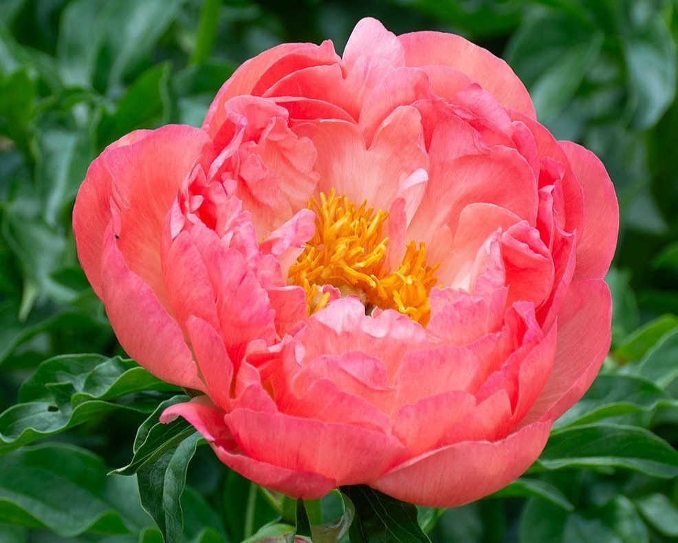 1 Bareroot Coral Charm Peony