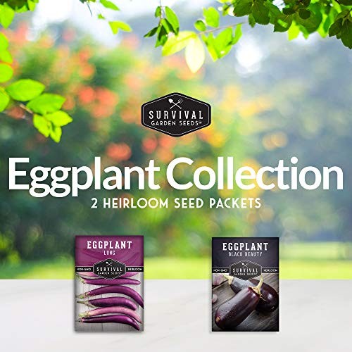 Eggplant Collection Seed Vault – Long Purple Eggplant and Black Beauty Bell