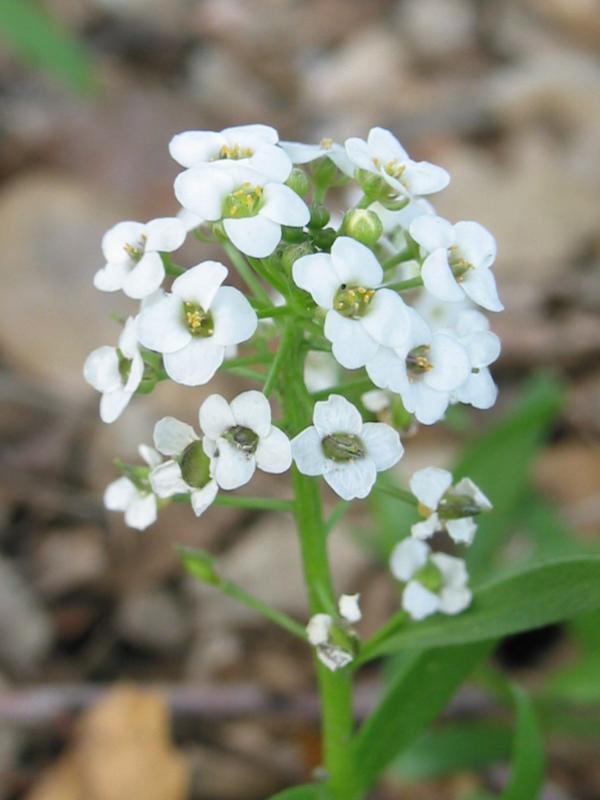 1501+TALL SWEET ALYSSUM Flower Seeds Drought Heat Groundcover Container Easy