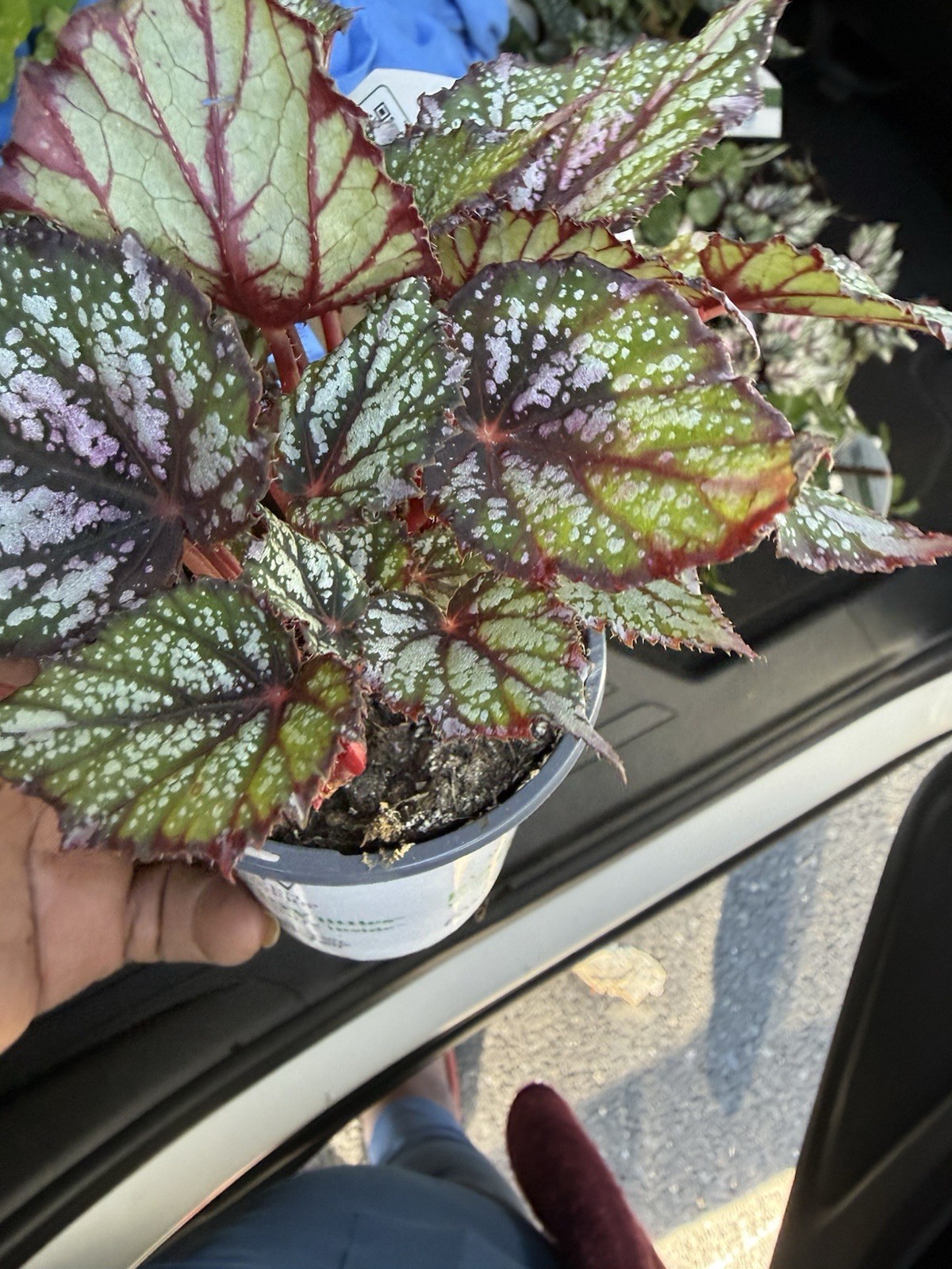 Begonia Hybrid Plants 4 Inches Pot