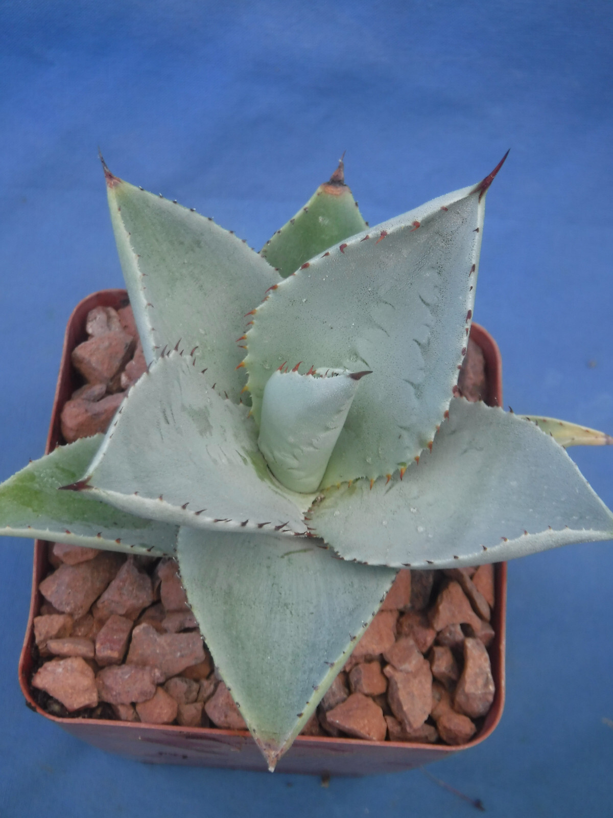 Agave pygmaea “Dragon Toes” Great Leaf Impressions! STARTER PLANTS! 3″-4″ Wide