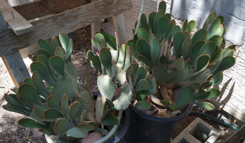 Opuntia basilaris Beaver Tail Cactus Pink Flowers 1 Pad