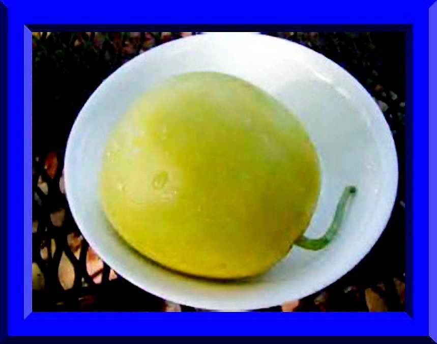 Sakata’s Sweet Melon 15 Seeds COMBINED S/H – SEE MY STORE