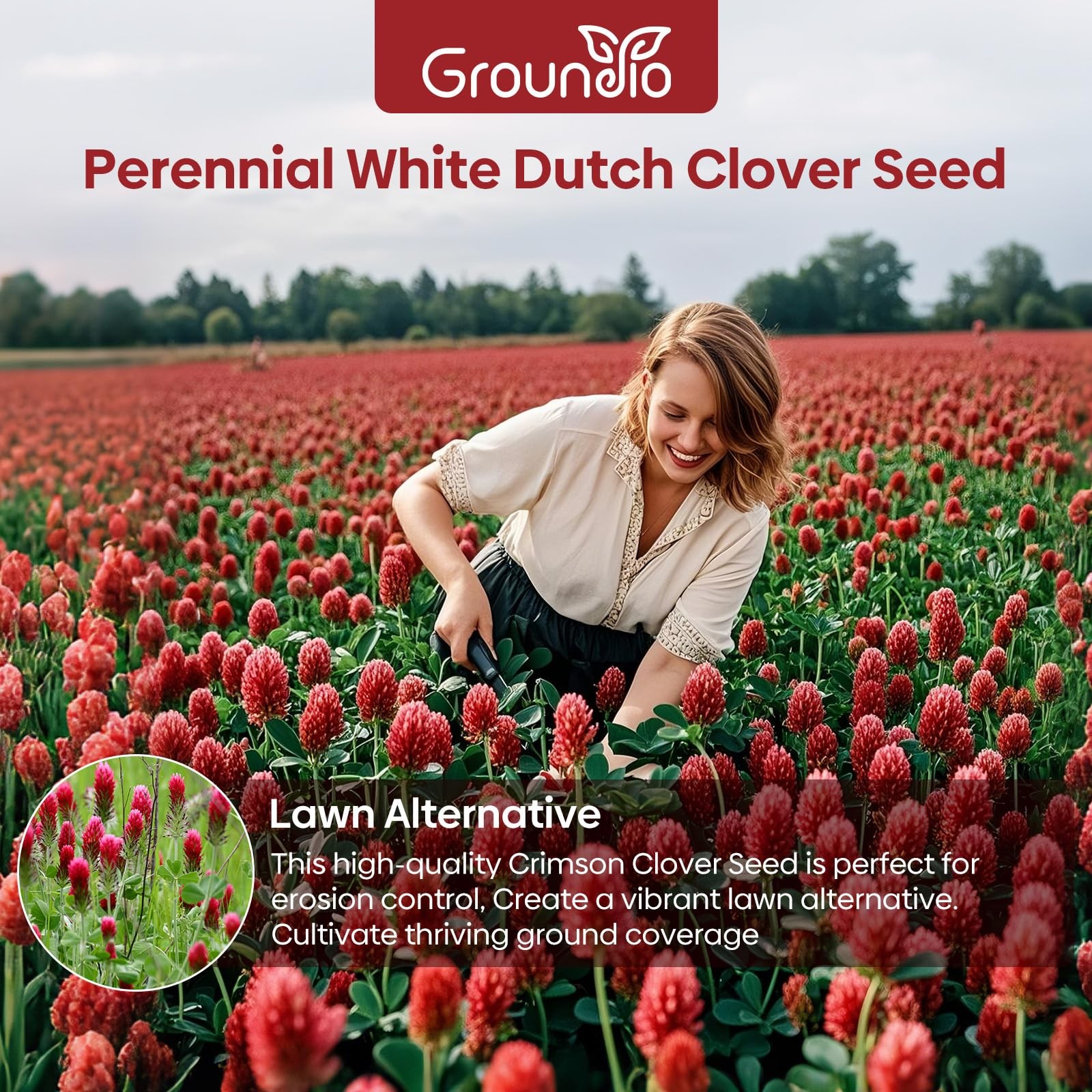 Crimson Clover Seeds 2 Lbs Annual Red For Lawn Garden Pasture Attracts Pollinato