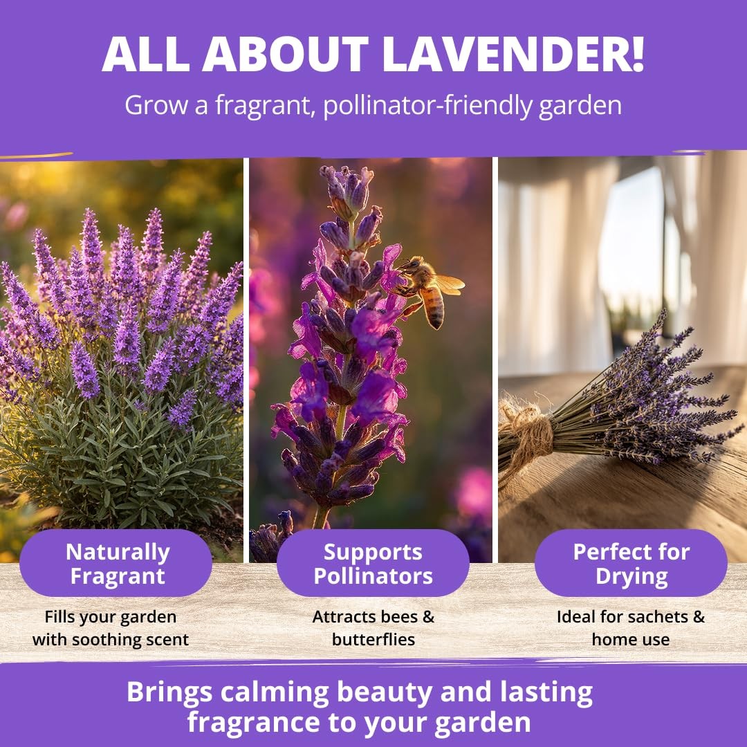 HOME GROWN Non GMO English Lavender Seeds 3,000+ Wildflower 2-Pack, Purple
