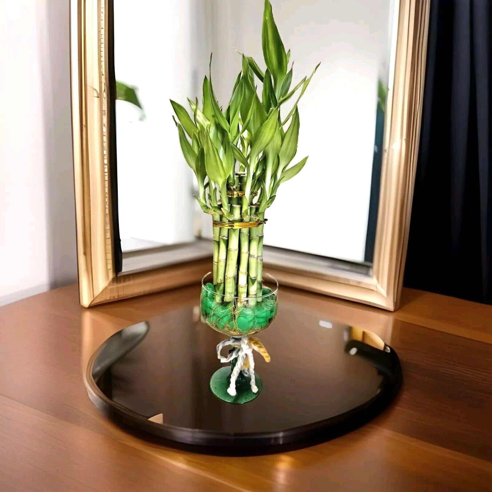Two Layer Lucky Bamboo In Cute Tin Basket – Double Your Luck 😃