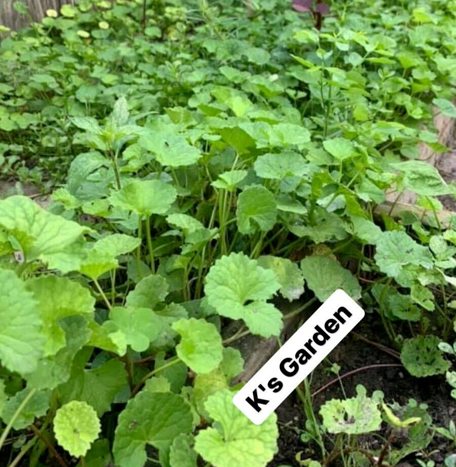 PENNYWORT , GOTU KOLA SEEDS (SMALL LEAF) , HẠT RAU MÁ LÁ NHỎ (+200 PCS)