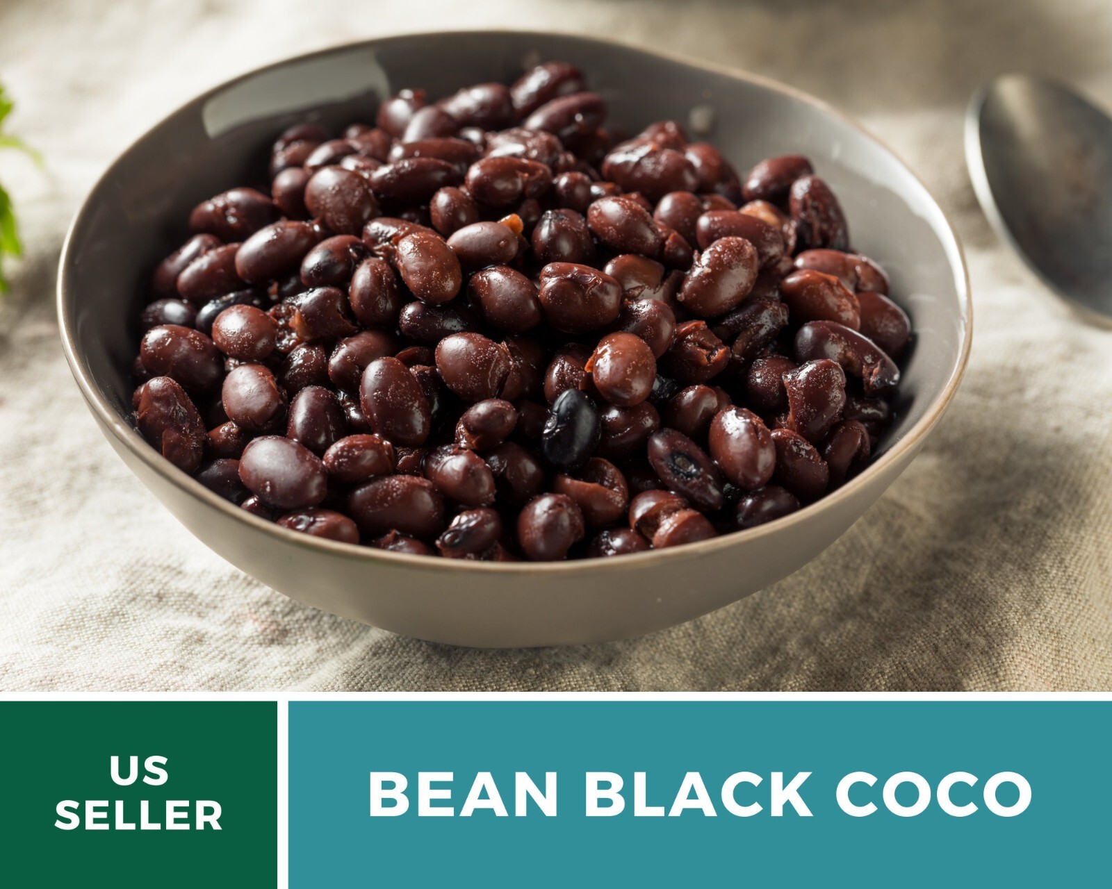 Bean, Black Coco – 30 Seeds, Bush, Heirloom Vegetable (Phaseolus vulgaris)