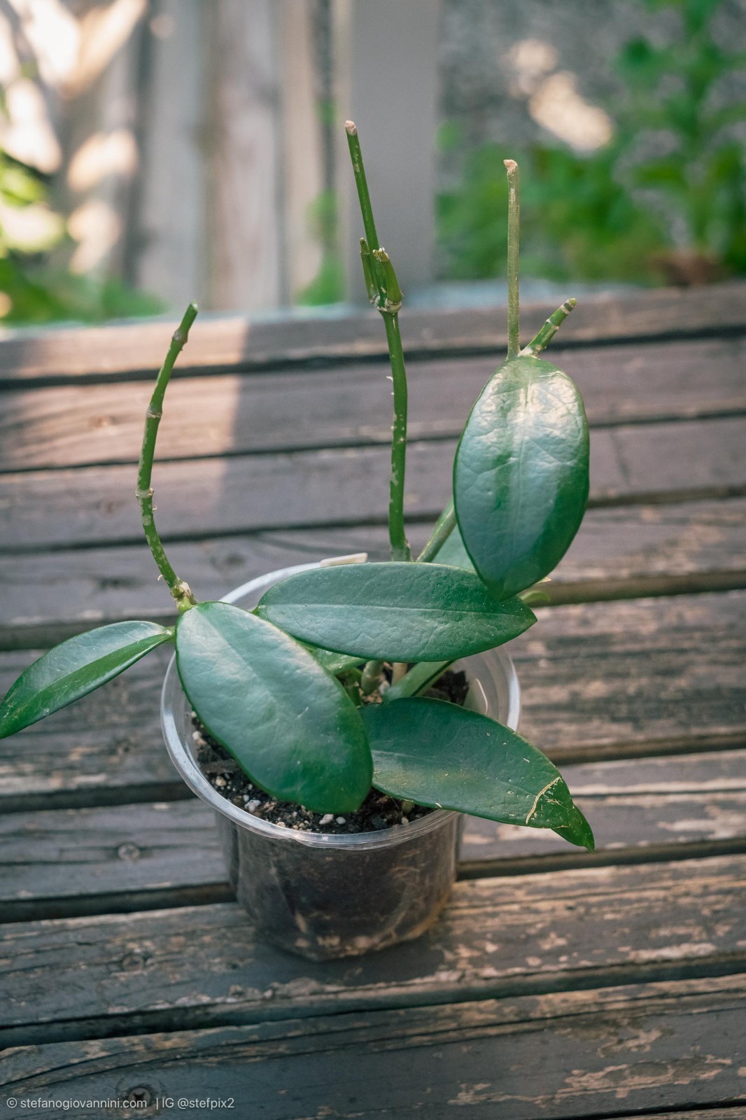 Hoya meliflua rooted in 5.5″ pot. vigorous grower.