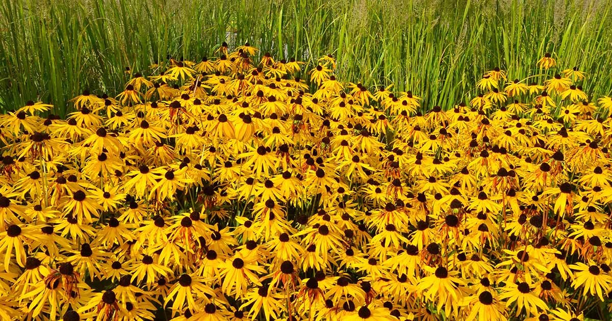 Black Eyed Susan Flower Seeds Rudbeckia Hirta Free Shipping!