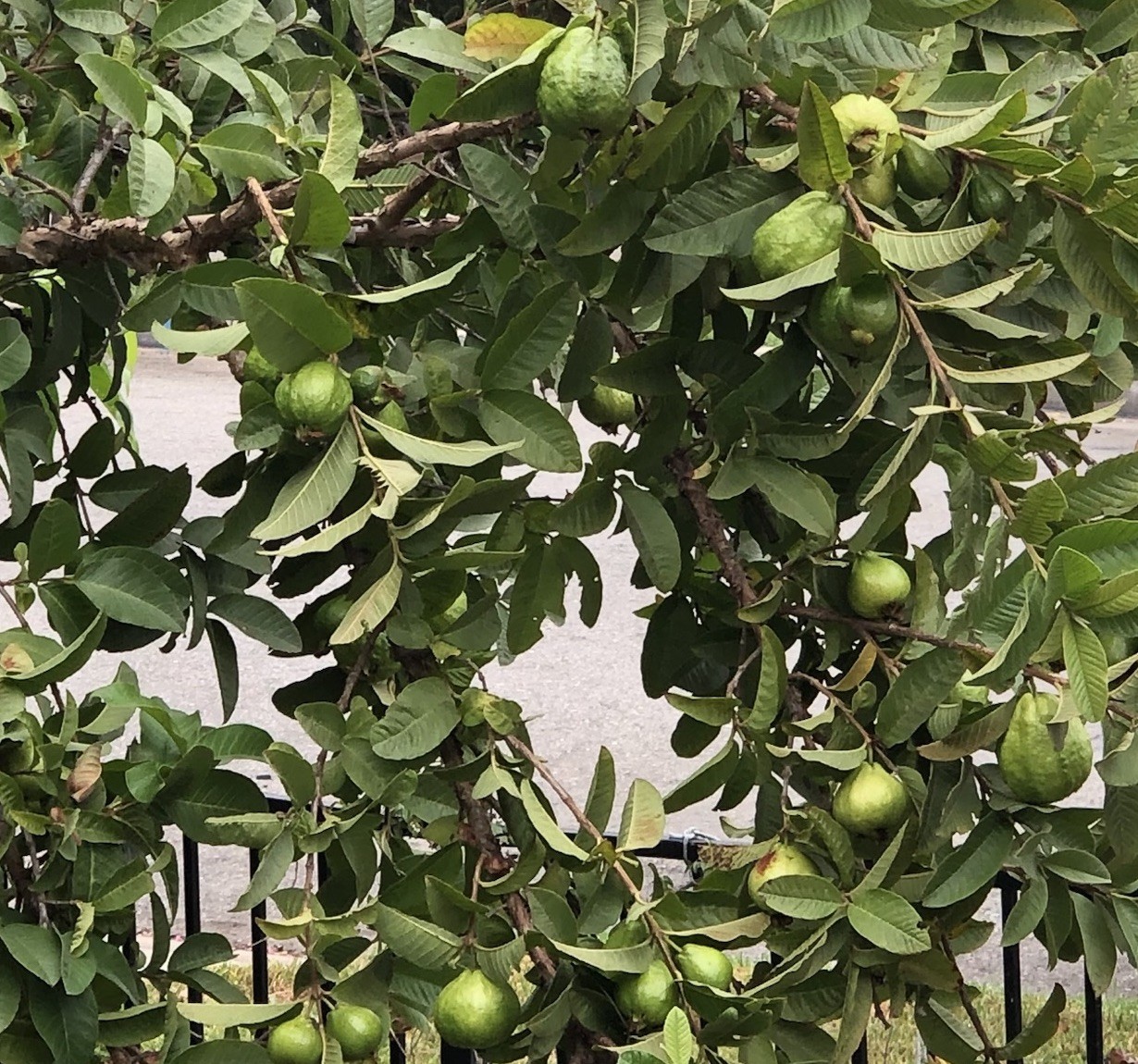 Guava Tree With Pot 10” White Tropical Live Plant Seedling Ready To Plant