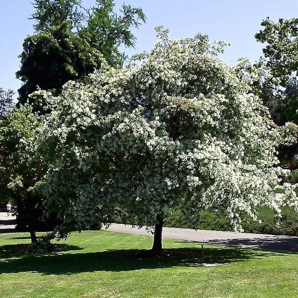 Chinese Fringe Tree – 1 – 2 FT Tall – Grown in a Trade 1 Gallon Container