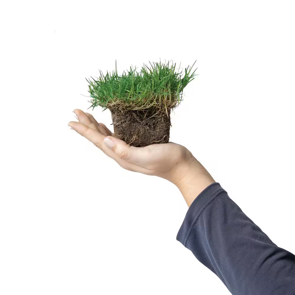 Bermuda Grass Plugs (64-Count) Natural, Affordable Lawn Improvement