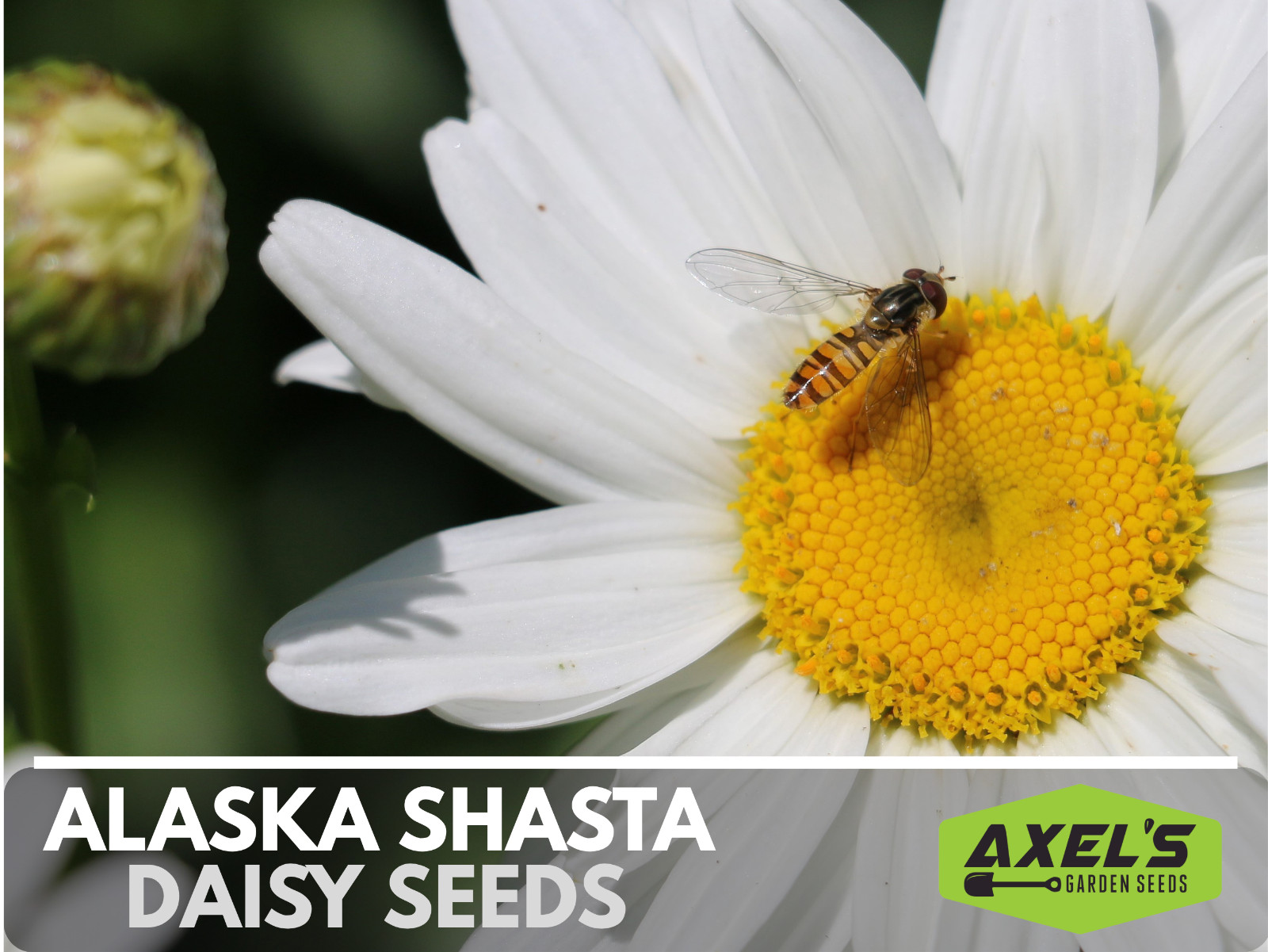 Alaska Shasta Daisy Seeds | Non-GMO | Heirloom | 2nd Year Maturity Perennial