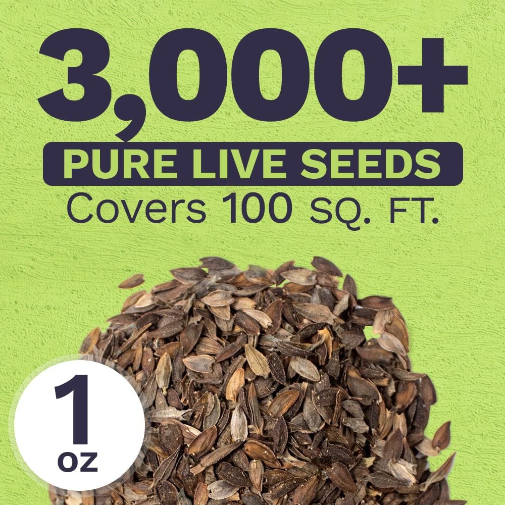 Zinnia Seeds – California Giants Mix – Large 1 1 Ounce Pouch, Multiple Colors