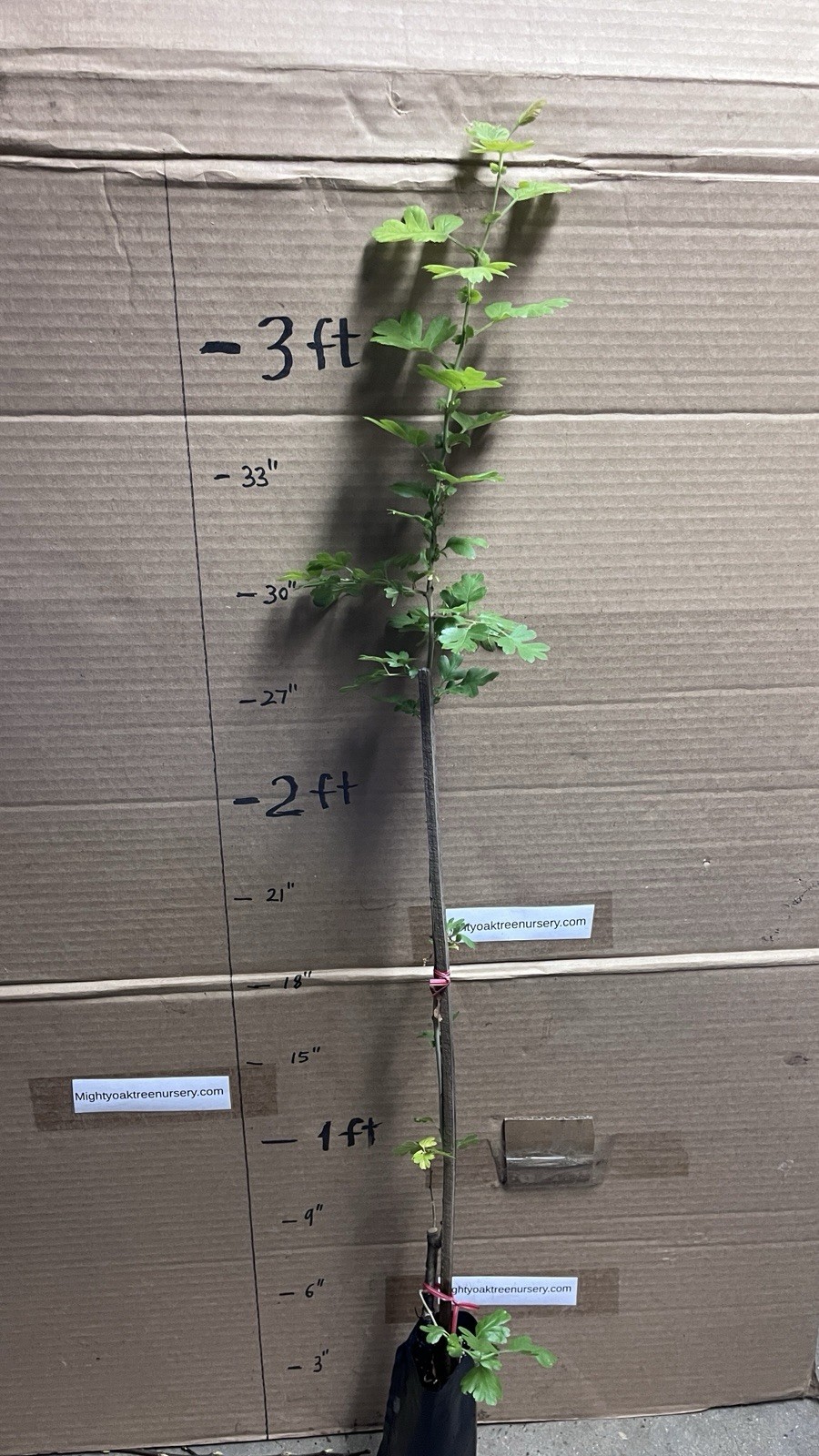 30-40″ tall Golden Girl black hawthorn (Crataegus sp.) 2 year old grafted plant