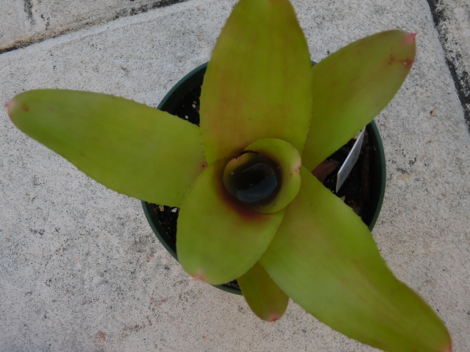 Neoregelia MYSTERY 1 Bromeliad one tropical plant *MEDIUM* ***SALE***