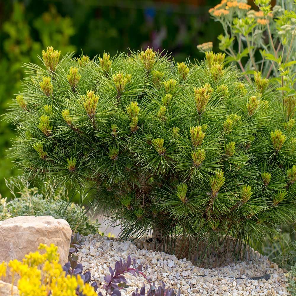 1 Dwarf Mugo Pine Pinus mugo pumilio Starter Plant Bare Root