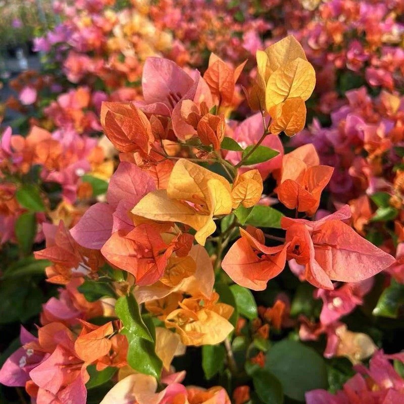 Multi color Adarna 阿达娜三角梅bougainvillea small Bonsai Bare Root 15-20in