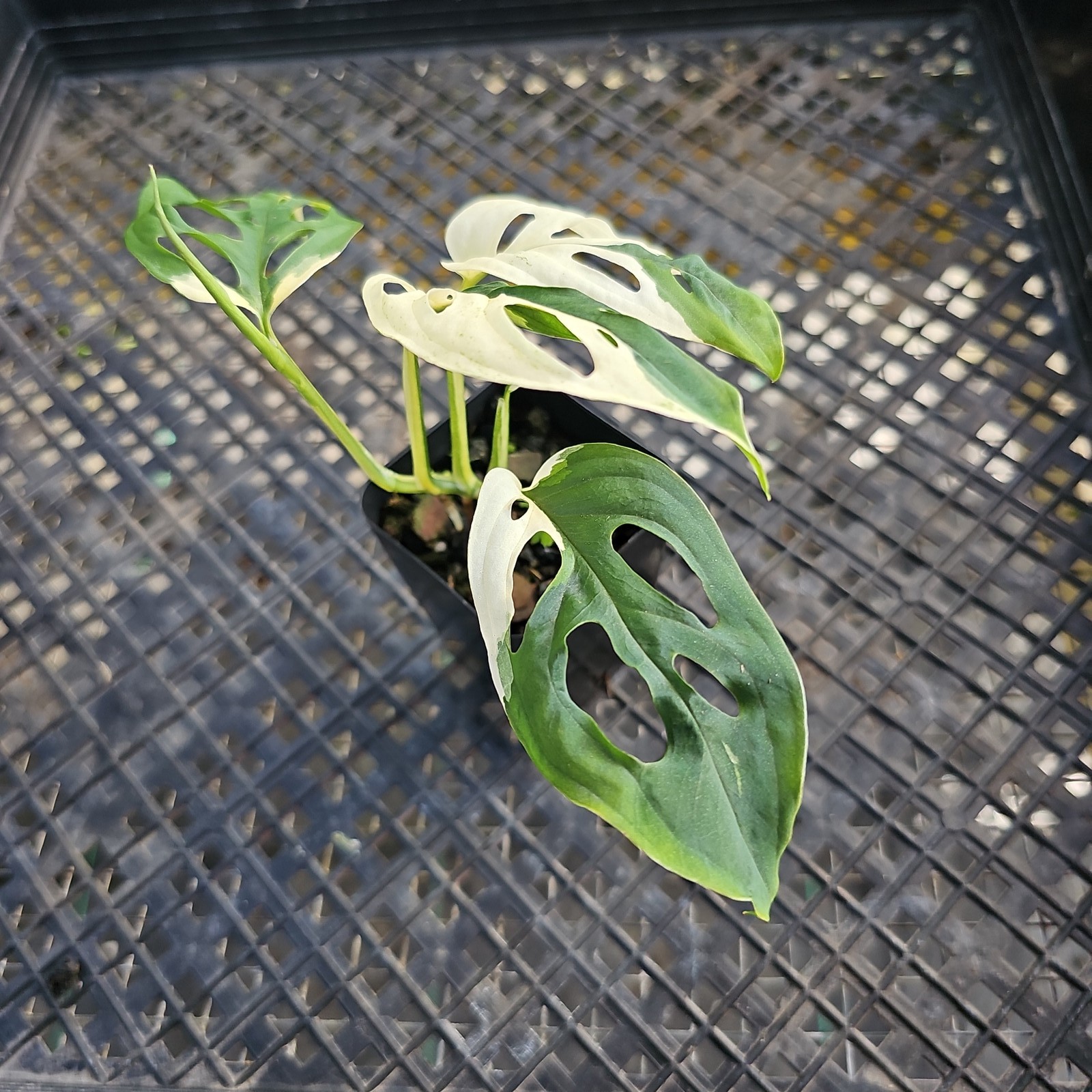 Monstera Adansonii Laniata Albo Variegated 2.5″ pot, Fedex 2day*