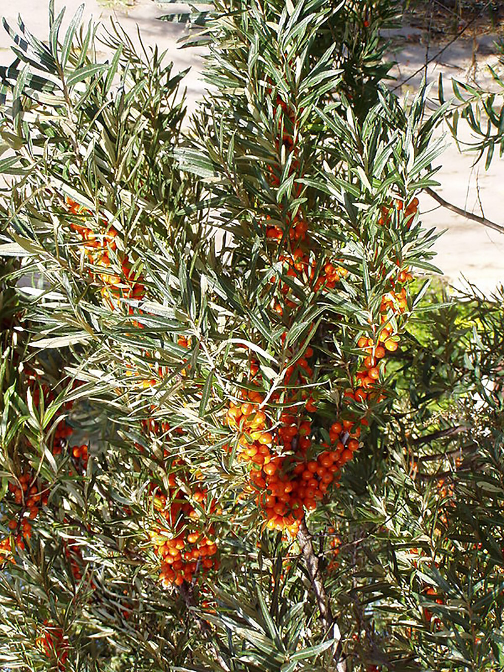 Sea Buckthorn, Hippophae Rhamnoides, Shrub Seeds