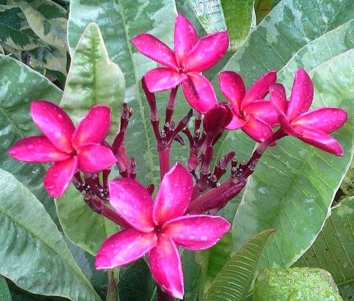 Red Blooming Variegated Leaf Plumeria rubra Frangipani Plant – ROOTED & GRAFTED