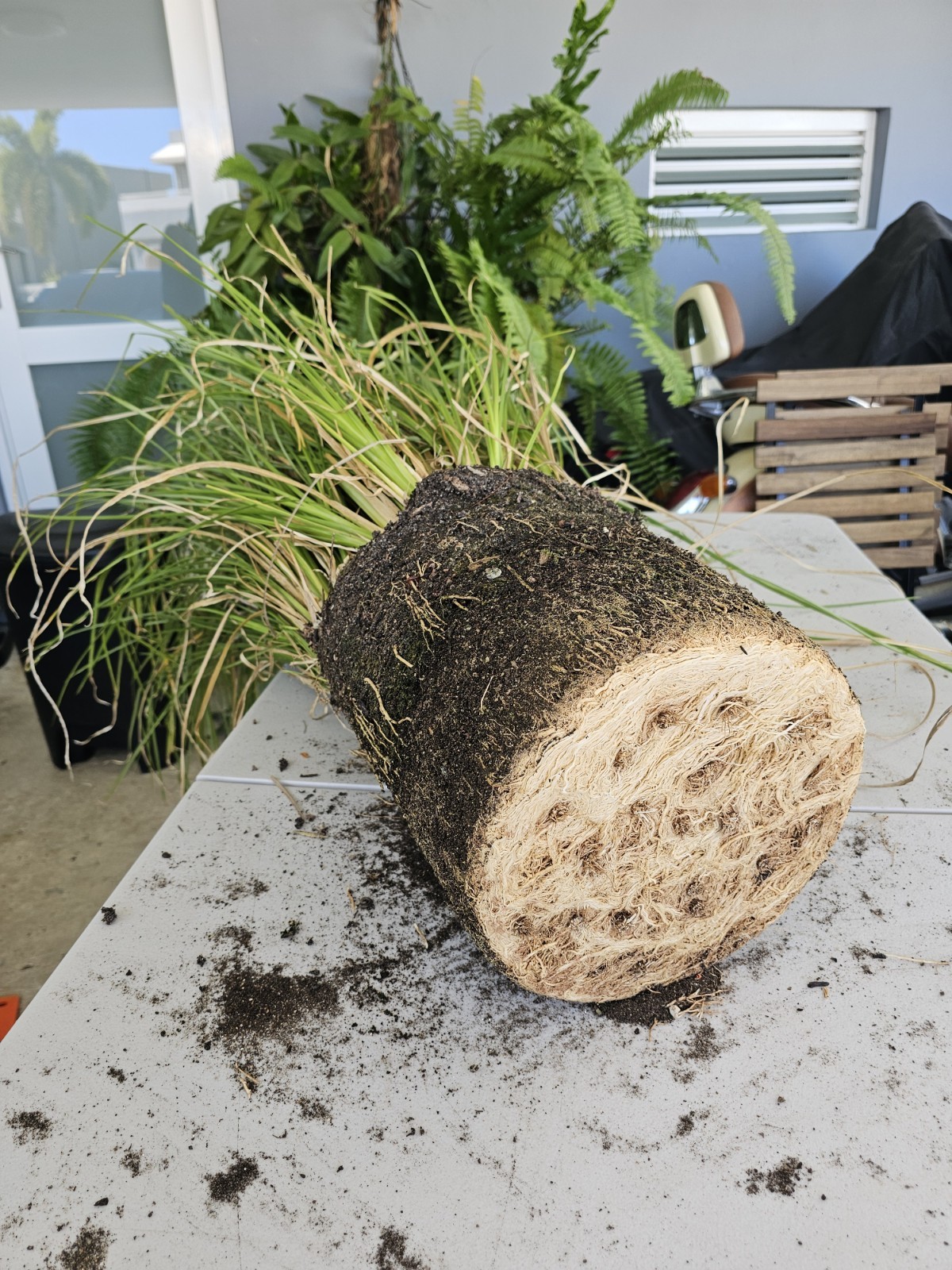 Vetiver live plant for EROSION CONTROL & Ornamental use