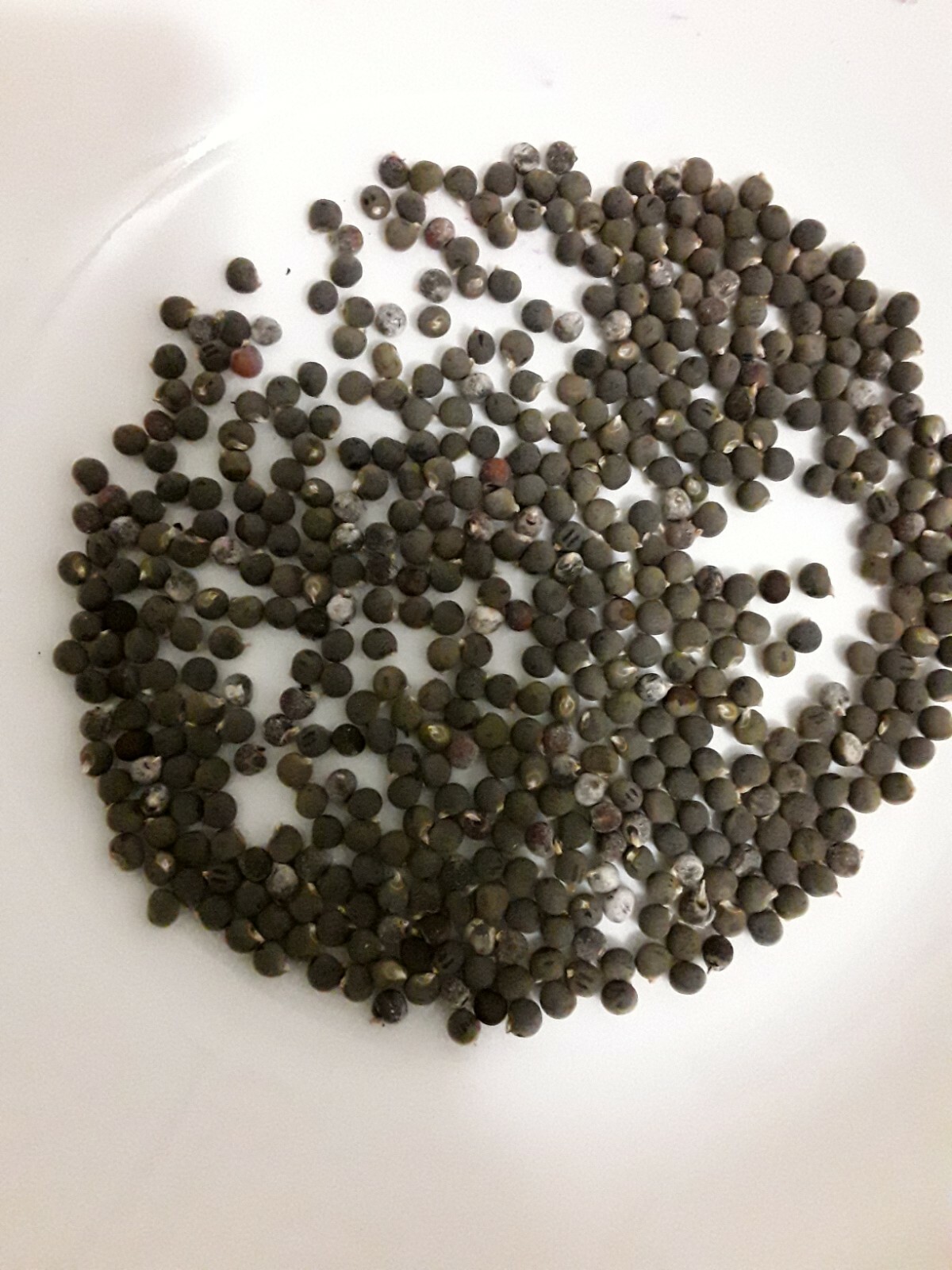 100 Clemson Spineless Okra Seeds Super Prolific Healthy Very Tasteful NON-GMO